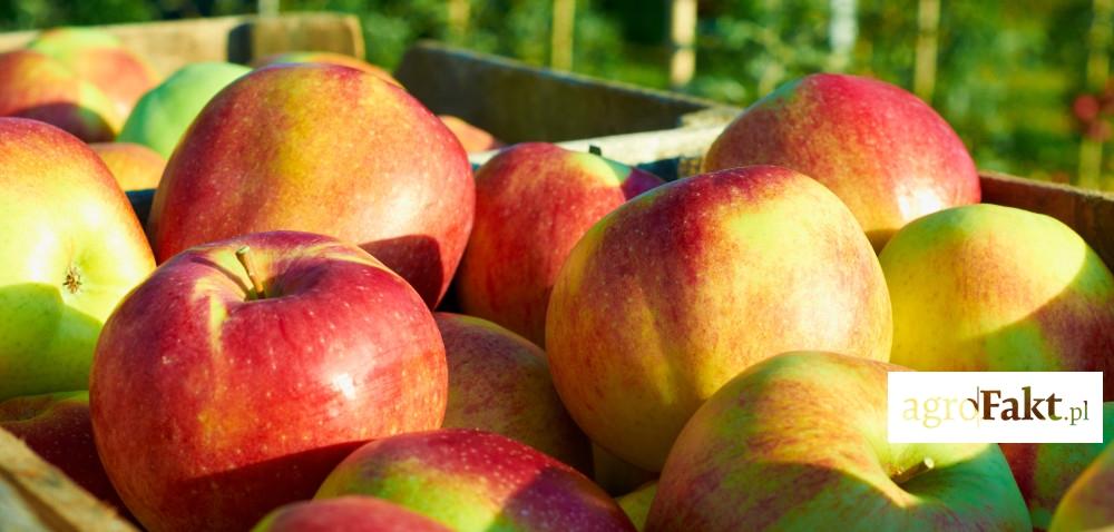 .pl https://www..pl Rynek jabłek: gdzie można sprzedać polskie jabłka? Autor: Ewa Ploplis Data: 5 kwietnia 2017 Rekordowo wysokie zbiory jabłek, nasycony rynek wewnętrzny.