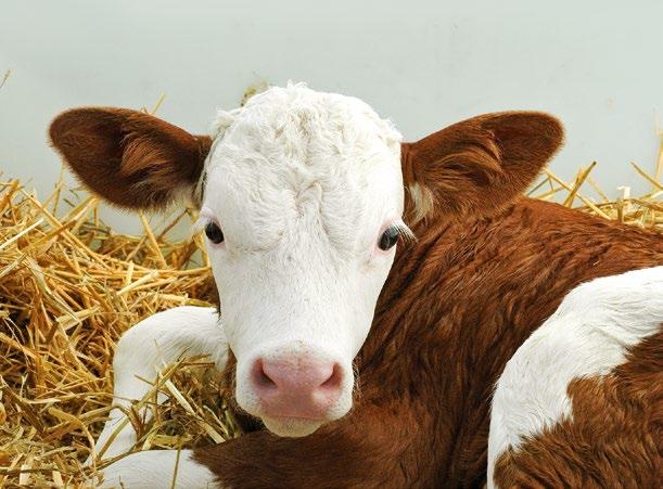 do woli Immunodol C Opakowanie: 4 kg Mieszanka, która, obok pełnego pokrycia zapotrzebowania cieląt na witaminy, makro- i mikroelementy, dostarcza czynniki odporności: polisacharydy Beta glukan i