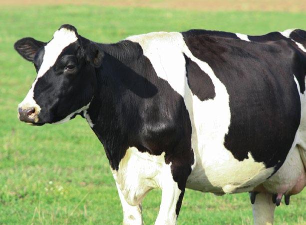 Krowy - laktacja Mieszanki paszowe uzupełniające z optymalną ilością witamin w formie chronionej, makro- i mikroelementów (także w formach organicznych), drożdży paszowych, unikalnym zestawem