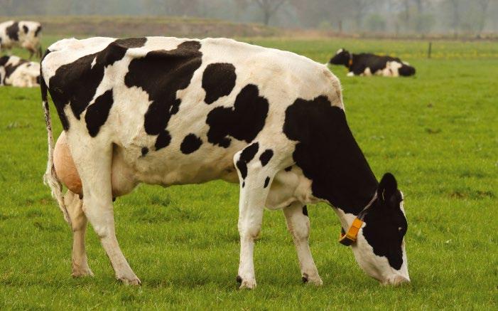 Krowy - laktacja Mieszanki stosowane w okresie laktacji. Stymulują właściwe ph żwacza, mają decydujący wpływ na parametry rozrodu, stan racic i wymienia.