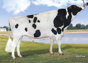 BUHAJE WYCENIONE VERTEX TPI 2614 NM$ 791 DWP$ 931 Przewaga mleka 252 lbs Przewaga białka 47 lbs Przewaga tłuszczu 83 lbs 117 48 Produkcja życiowa Komórki somatyczne