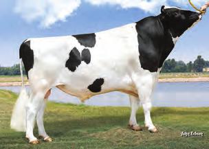 TETRIS TPI 261 NM$ 845 DWP$ 973 Przewaga mleka 2249 lbs Przewaga białka 64 lbs Przewaga tłuszczu 95 lbs 1123 18 Produkcja życiowa Komórki somatyczne Łatwość wycieleń Łatwość wycieleń (córki) Indeks