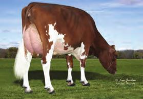 313495127 data urodzenia: 3-May-14 aaa: 234 Matka: PALMYRA LAD MANY-RED-ET VG-85 3-8 3X 35D 13,698 kgm 3.1% 43 kgf 3.1% 424 kgp 69 zł NM$ 466 DWP$ 57 Średnia córek 1266 kgm 3.7% 449 kgf 3.