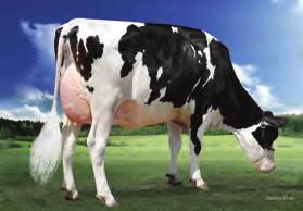 data urodzenia: 8-Nov-16 aaa: 432 89 zł Matka: S-S-I SPARK 9185 11449-ET VG-85 TPI 2689 NM$ 856 DWP$ 9 147 WYKRES LINEARNY 77% Przewaga mleka 1498 lbs Przewaga białka 6 lbs.