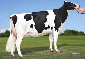 urodzenia: 31-Dec-15 aaa: 351 Matka: DE-SU SUPERSIRE 3349-ET VG-86 2-1 3X 365D 16,8 kgm 4.6% 736 kgf 3.1% 56 kgp 159 zł TPI 2645 NM$ 839 DWP$ 834 b.d. WYKRES LINEARNY 81% Przewaga mleka 1859 lbs Przewaga białka 75 lbs.