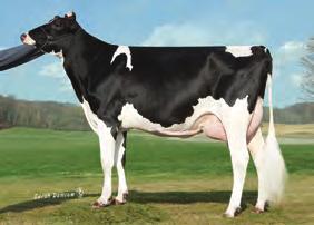 urodzenia: 18-Jan-16 aaa: 243 Matka: GENESEE JACEY MABEL-ET VG-88 3-7 3X 39D 18,298 kgm 3.1% 562 kgf 3.