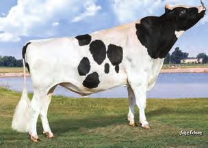 BUHAJE WYCENIONE MONTROSS TPI 257 NM$ 78 DWP$ 515 Średnia córek 1495 kgm 3.8% 533 kgf 3.1% 435 kgp 99% Ocena Źródło: IB/MACE-USA 12-18 133 Przewaga mleka 2734 lbs Przewaga białka 79 lbs -.