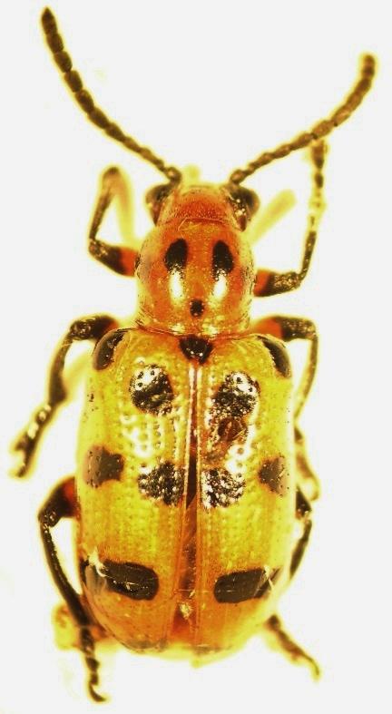 ~ 63 ~ Wstęp W Polsce w obrębie rodzaju poskrzypka Crioceris Geoffroy, 1762 (Coleoptera: Chrysomelidae) wykazano cztery gatunki: poskrzypka szparagowa Crioceris asparagi (Linnaeus, 1758), poskrzypka