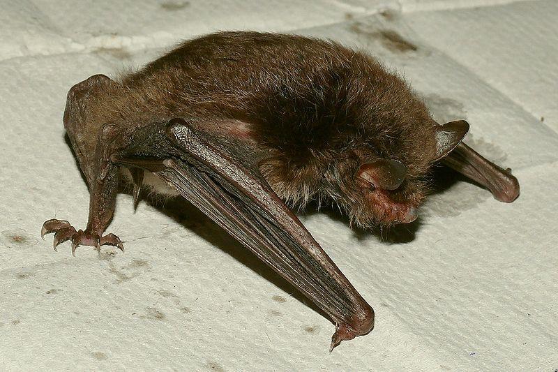 Nocek rudy (Myotis