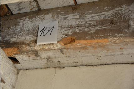 Fotografia nr 101 - Belka stropowa porażona przez owada kołatka domowego Anobium