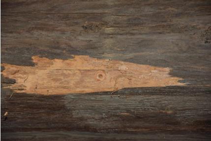 Fotografia nr 130 - B/18/W s /P d / Na powierzchni drewnianej belki występują powierzchniowe skupiska