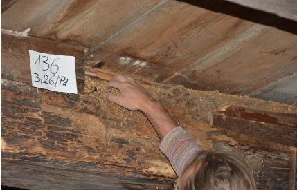 Fotografia nr 136 - B/26/W s /P d / Deskowanie stropu porażone jest przez grzyby domowe. Belka porażona jest przez grzyby domowe, rozkład pryzmatyczny.