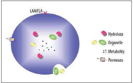 Rodzaje autofagii: Na podstawie różnych mechanizmów dostarczania do lizosomów ładunku komórkowego przeznaczonego do degradacji, wyróżnia się 3 główne typy autofagii: 1. Makroautofagię 2.