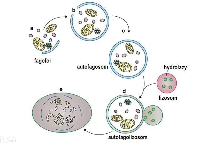 Makroautofagia. Składniki cytoplazmy, które mają ulec degradacji zostają otoczone błoną, tworząc autofagosomy o średnicy 1 m.