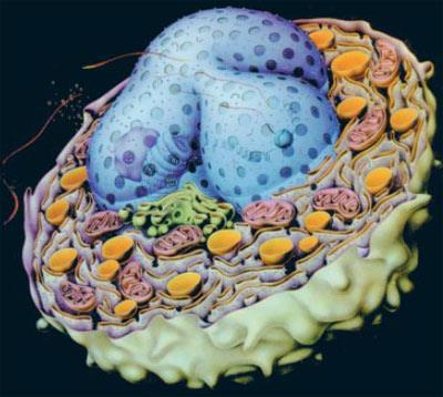 Naturalne (komórkowe) źródła wolnych rodników lizosom mieloperoksydaza mitochondria system transportu elektronów cytoplazma oksydaza ksantynowa, ryboflawina, aminy