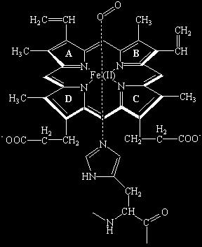 żelaza degradacja hemu prowadzi do powstania zielonkawej biliwerdyny, która następnie