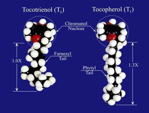 Hydrofobowe antyoksydanty niskocząsteczkowe Witamina E - tokoferole główny antyoksydant rozpuszczalny w lipidach obejmuje 8 różnych postaci - każda zbudowana jest z układu pierścieniowego