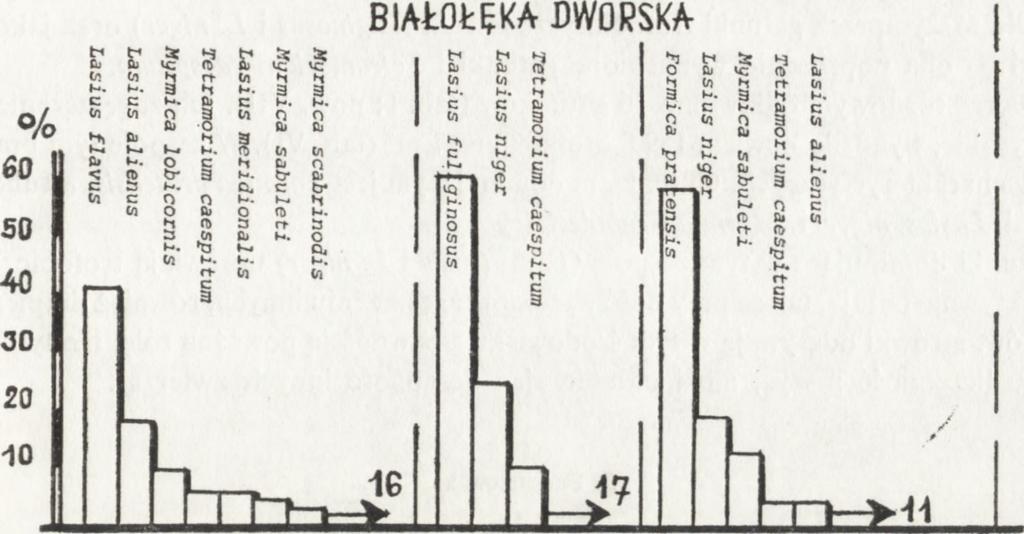 flavus), a udział gatunków d ra pieżnych jest stosunkow o niewielki, a ponieważ zagęszczenie m rówek w tym środowisku je st m ałe, więc nie odgryw ają one w nim istotnej roli.