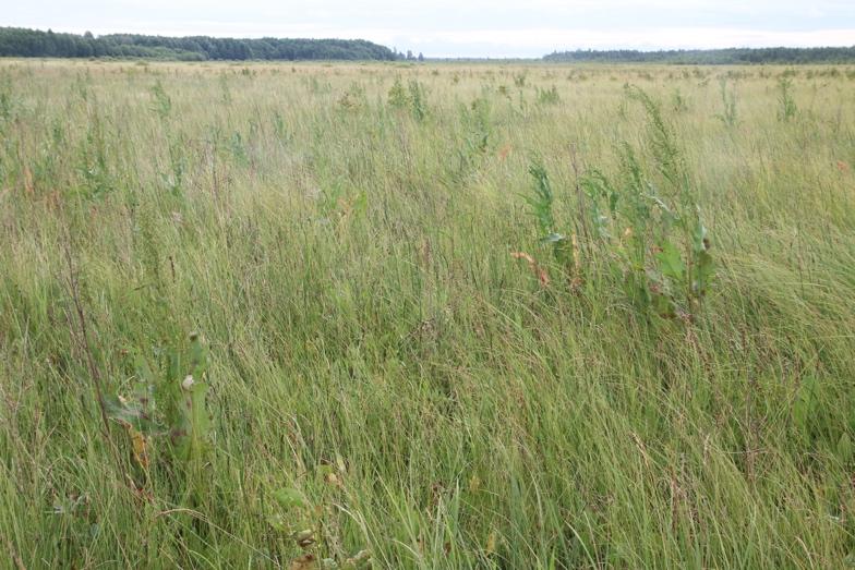 Fot. 1. Przykładowe siedlisko derkacza. Powierzchnia monitoringowa Nowy Lipsk. Ryc. 5.