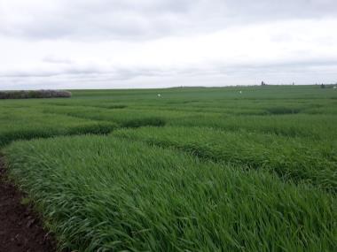 Przyrost plonu na wysokim poziomie agrotechniki średni. Zimotrwałość dobra (6,0). Trudną zimę 2012 przetrwała bardzo dobrze i dała jedne z najwyższych plonów.