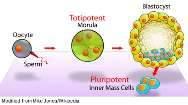 Komórki macierzyste Totipotentne zdolne do