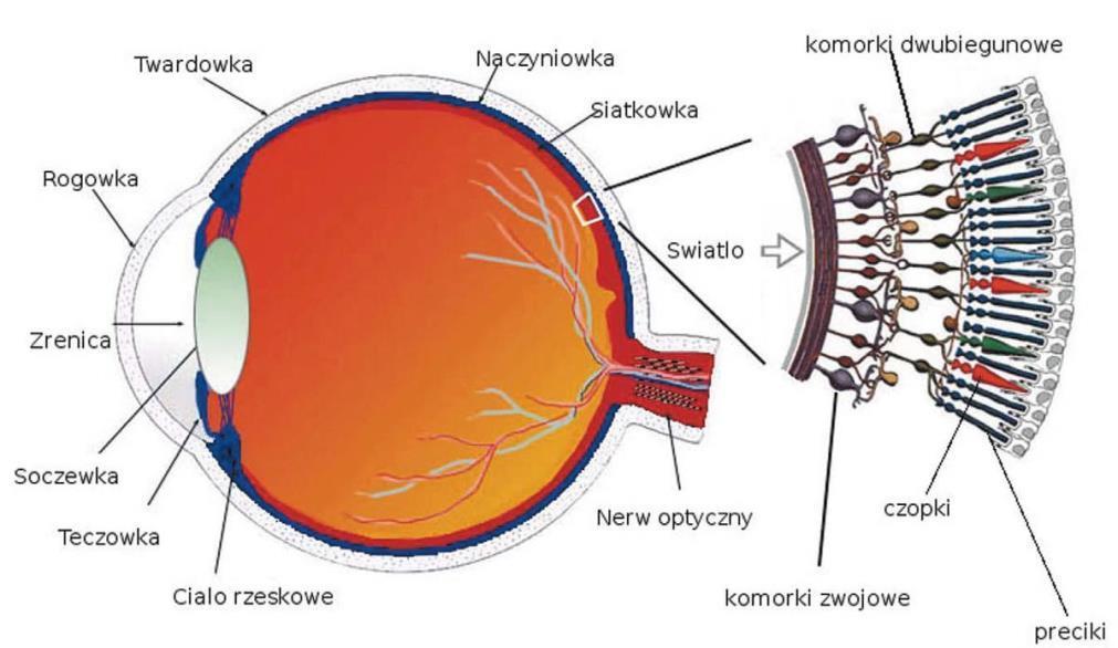 Oko jako układ refrakcyjny Oko jako układ refrakcyjny przekazujący informacje do mózgu stanowi niezwykle ważny organ, używany do pracy umysłowej jak i do zwykłych codziennych czynności.