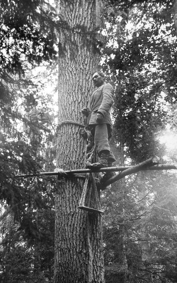 102 Kurpiowskiej byli zamożni bartnicy, którzy posiadali od 300 do 400 barci. Od liczby barci płacono najczęściej w stosunku rocznym daninę miodu, wosku lub odpowiednią kwotę w gotówce.