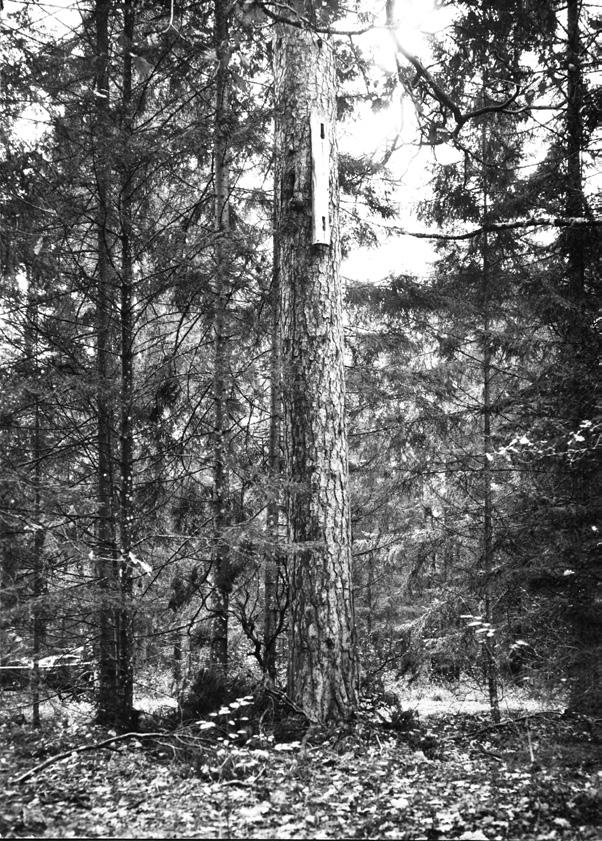 Józef Banaszak Pszczoła miodna na ziemiach polskich 97 pozyskać taką masę drewna, należało wyciąć około 2,4 tysiąca ha lasu, czyli teren o powierzchni około 24 km 2.
