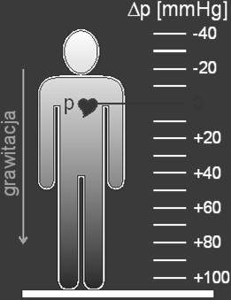 Ciśnienie hydrostatyczne Ciśnienie krwi w różnych miejscach organizmu zależy poza innymi czynnikami również od ich położenia względem serca.