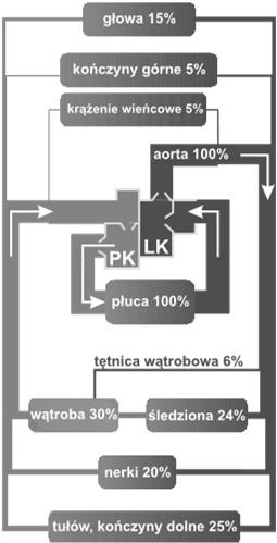 W przypadku połączenia równoległego dwóch naczyń opór wypadkowy K: Ciśnienie krwi W wyniku pomiarów ciśnienia krwi możemy wyznaczyć: Ciśnienie skurczowe: p s ~ 120 mmhg Ciśnienie rozkurczowe: p r ~