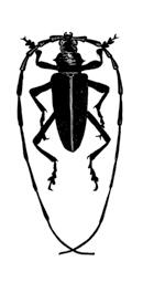 Przegląd Przyrodniczy XXIX, 2 (2018): 80-97 Przemysław Żurawlew, Andrzej Melke KÓZKOWATE (COLEOPTERA: CERAMBYCIDAE) POWIATU PLESZEWSKIEGO (NIZINA WIELKOPOLSKO KUJAWSKA) The longhorn beetles