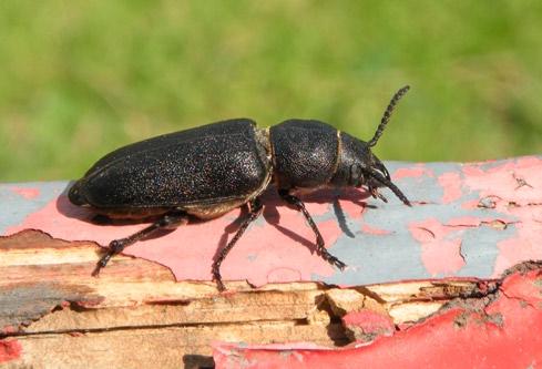 Prionus coriarius, Taczanów, 24 VII 2007 (fot. P. Paluszkiewicz).