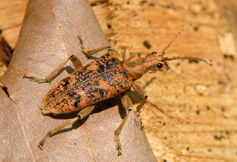 11 (photo by P. Kostuj). Fot. 2. Rhagium sycophanta, Taczanów, 21 V 2012 (fot.