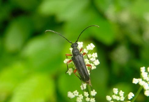 Kostuj). Fot. 5. Anoplodera sexguttata, Gołuchów, 11 VI 2011 (fot. P. Kostuj).