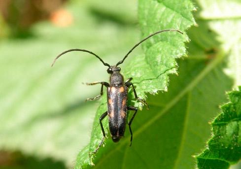 3. Anoplodera rufipes, Taczanów, 20 VI 2010 (fot. P. Kostuj). Photo 3.