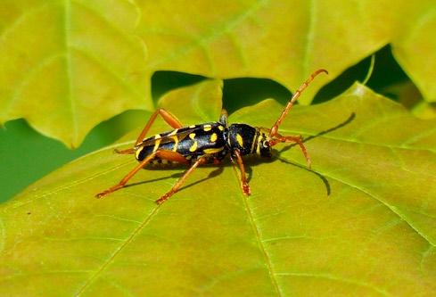 Paracorymbia maculicornis, Grodzisko, 8 VI 2009 (photo by P. Kostuj). Fot.