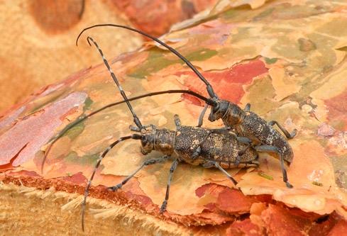 Photo 10. Monochamus galloprovincialis, Józefów, 10 VI 2012 (photo by P.