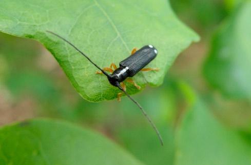 Mesosa curculionoides, Taczanów, 15 X 2008 (photo by P. Kostuj). Fot. 12.