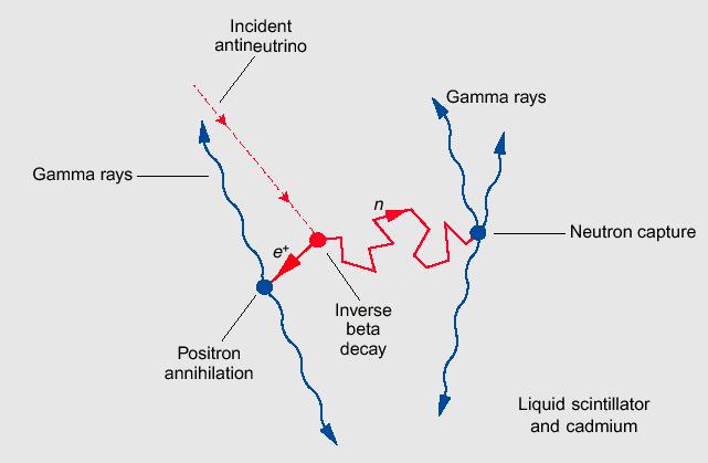 Reines i Cowan: propozycja pomiaru -1953 ciekły scyntylator wtedy: teraz: " ν " + p e + n ν e + p e + n e + + n+ + +e - γ 112 113 48Cd γ + 48 Cd Woda, Kadm chlor ciekły scyntylator Fotony produkują