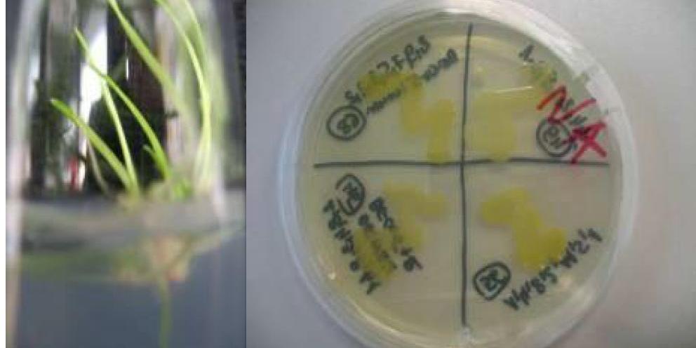 WYNIKI kontaminacja bakteriami Etap - Inicjacja, Stabilizacja 27 izolatów 13 ORNAK 14 - JARUS Najczęściej izolowaną bakterią była Microbacterium testaceum Etap - Regeneracja Biocydy: PPM