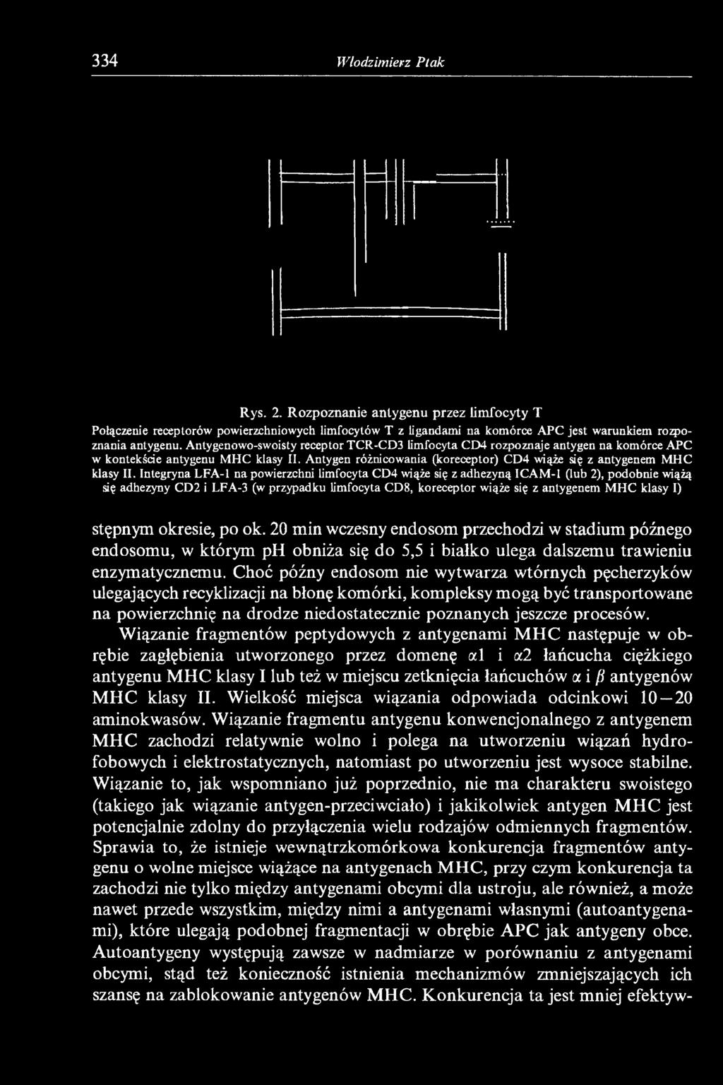 Integryna LFA-1 na powierzchni limfocyta CD4 wiąże się z adhezyną ICAM-1 (lub 2), podobnie wiążą się adhezyny CD2 i LFA-3 (w przypadku limfocyta CD8, koreceptor wiąże się z antygenem MHC klasy I)