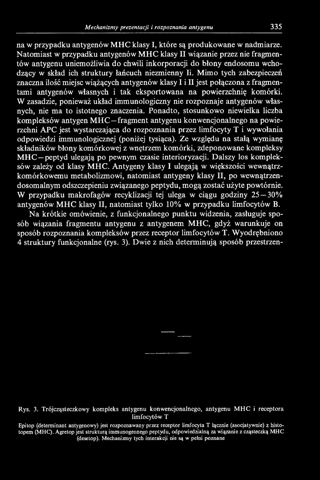 Mimo tych zabezpieczeń znaczna ilość miejsc wiążących antygenów klasy I i II jest połączona z fragmentami antygenów własnych i tak eksportowana na powierzchnię komórki.