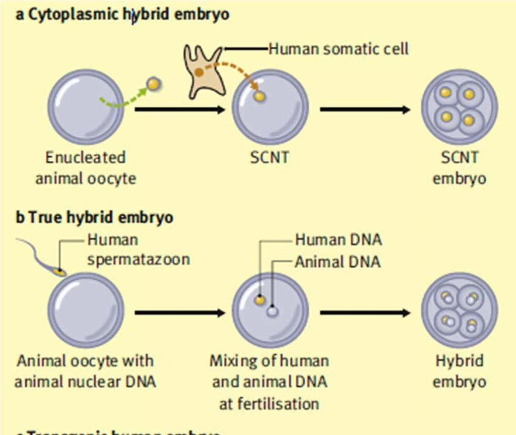 Admixed embryo HFEA dopuszcza cztery możliwości tworzenia tak zwanych admixedembryo zmieszanych embrionów: 1. Hybryda cytoplazmatyczna powstała w wyniku SCNT. 2.
