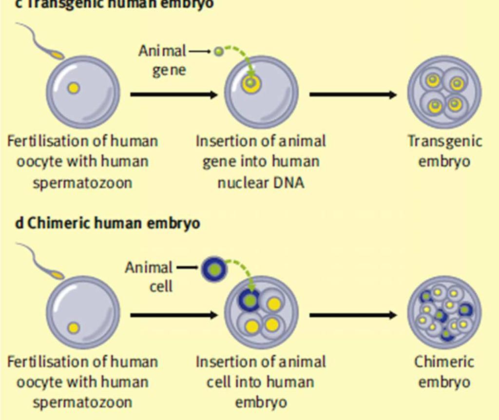 Hybryda transgeniczna, powstała w wyniku inercji w ludzki genom, genów lub fragmentów DNA pochodzenia zwierzęcego. 4.