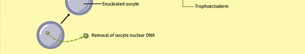 ad-mixed embryos [w:] Obstetrics,