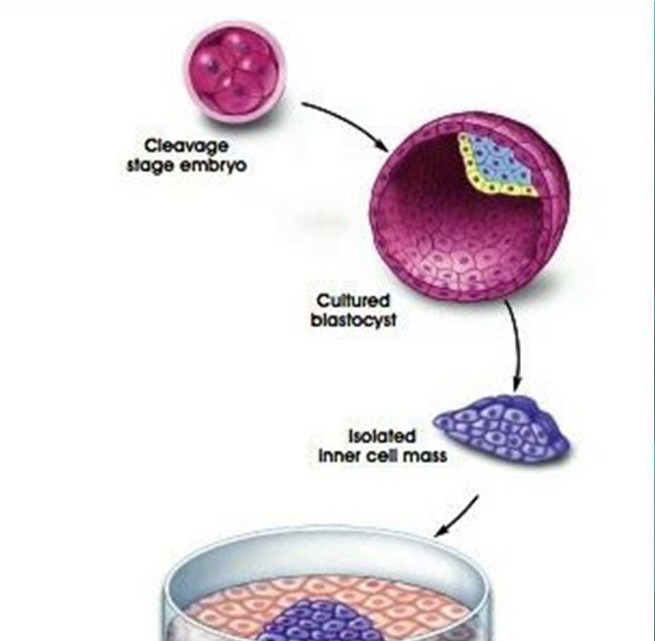 Pobieranie SC z embrionu 1. Rozwój embrionu do pożądanego przez nas stadium moruli lub blastuli. 2.