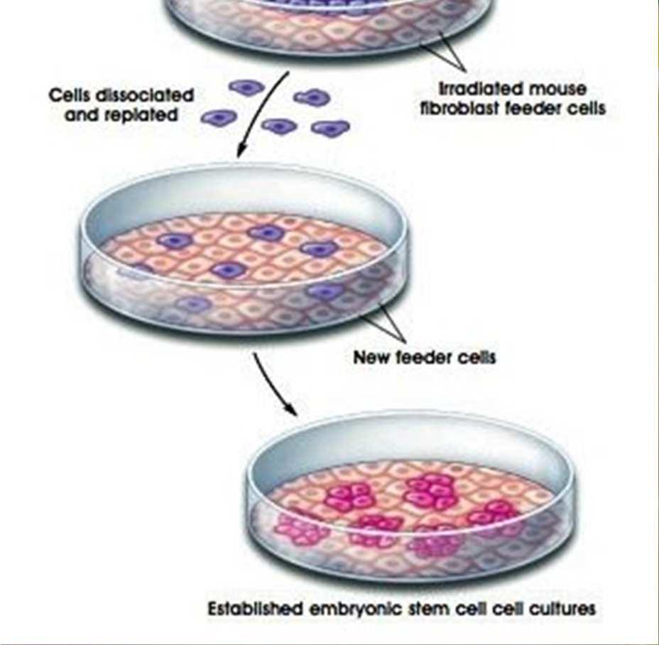 Utworzenie linii komórkowej hesc. 5. Jeśli pobranie hescs nie było letalne dla embrionu, następuje jego dalszy rozwój. Źródło: http://stemcells.nih.