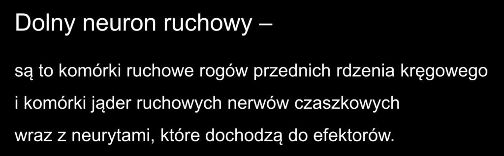 Dolny neuron ruchowy są to komórki ruchowe rogów przednich rdzenia kręgowego i komórki jąder ruchowych