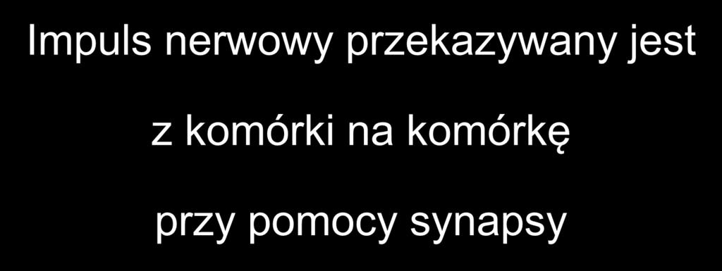 Impuls nerwowy przekazywany jest z komórki na komórkę przy