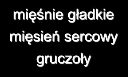 Efektor = narząd wykonawczy Układ somatyczny mięśnie poprzecznie prążkowane mięśnie